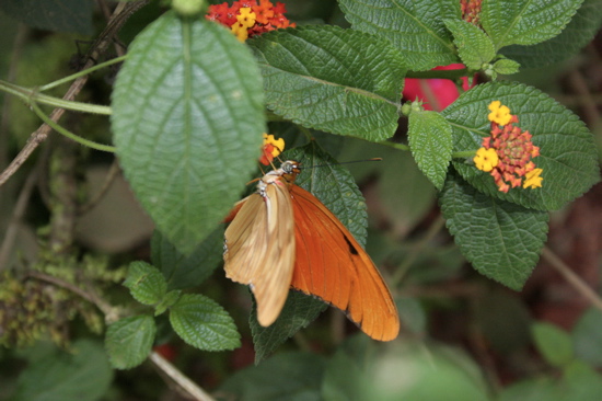 orange butterfly